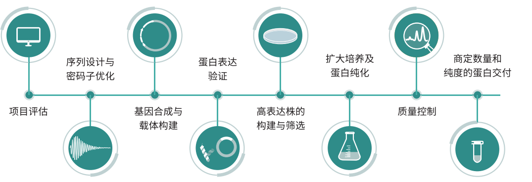 重組蛋白表達(dá)服務(wù)流程